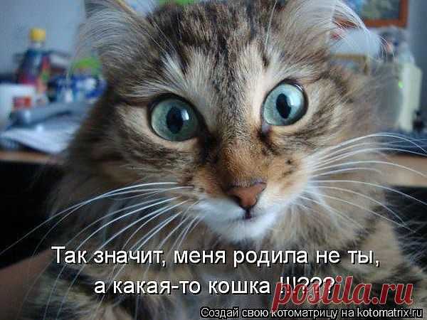 котэ