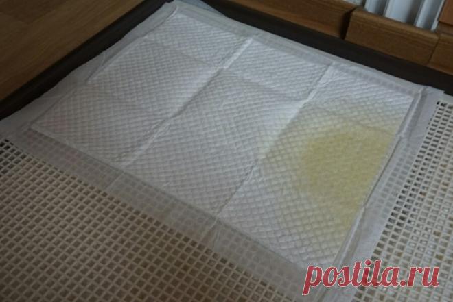 Наша милая введение[собака спаривания пляж рекомендации Совета директоров]. : Naver блоге