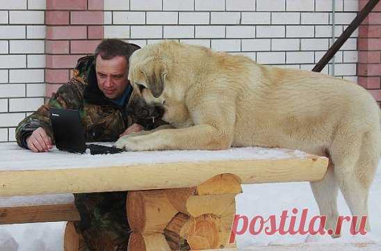 - Вот эта ничего, хозяин........ Хорошие щенки будут!... Женись!!!