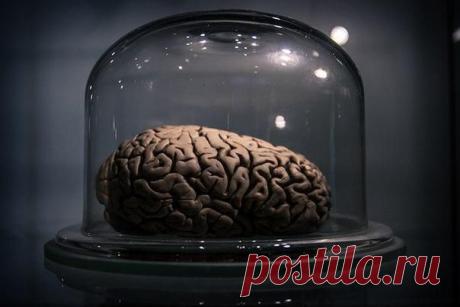 33 удивительных факта о человеческом мозге / Модное Настроение