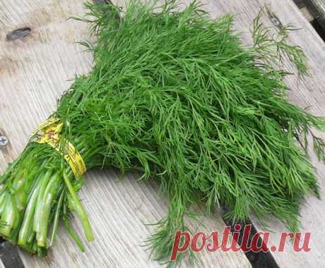 Кустовой укроп - все ли мы делаем правильно?