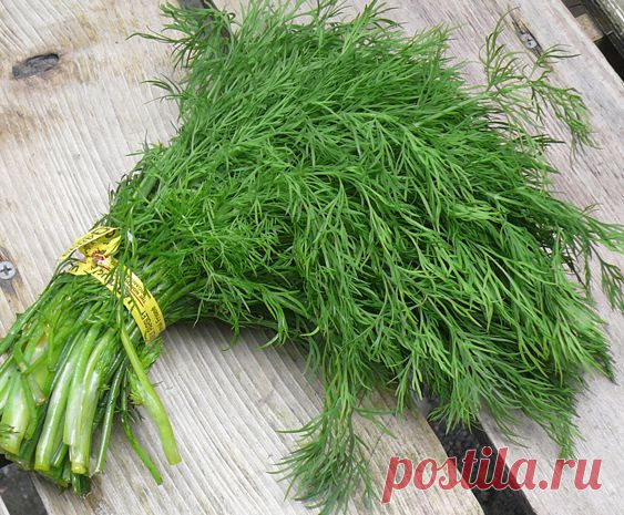 Кустовой укроп - все ли мы делаем правильно?