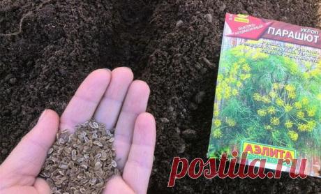 Как правильно сажать укроп семенами и рассадой в открытый грунт, сроки посадки