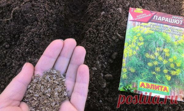 Как правильно сажать укроп семенами и рассадой в открытый грунт, сроки посадки