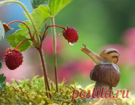 Алла Пушистая (Алусик) – Google+