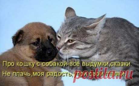 Коты всегда знают что делают!