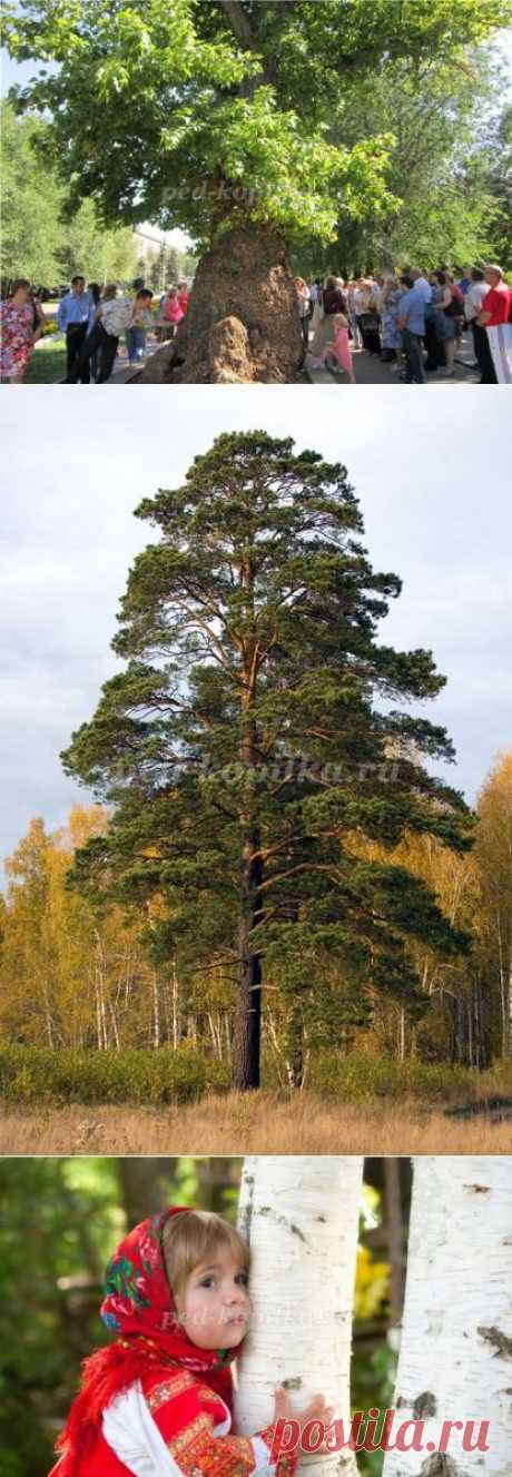 Как относятся к деревьям разные народы