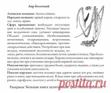 Аир болотный