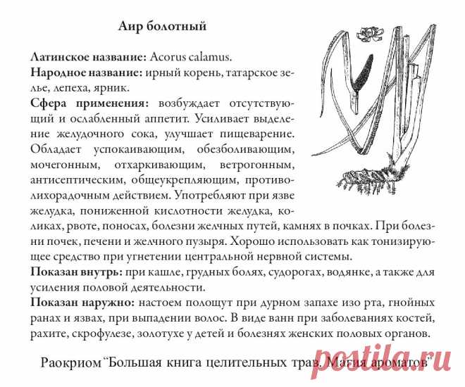 Аир болотный
