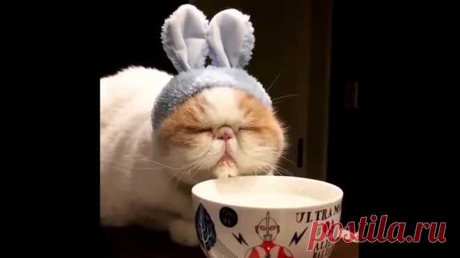Нет, вы еще не все видели, вот он самый ленивый кот))