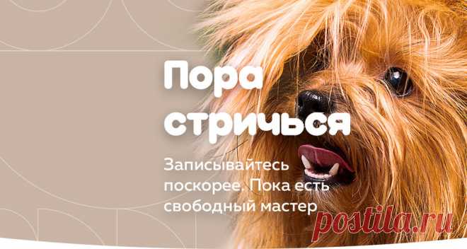 Красота от "ГрумЛюкс" - несомненно это плюс!