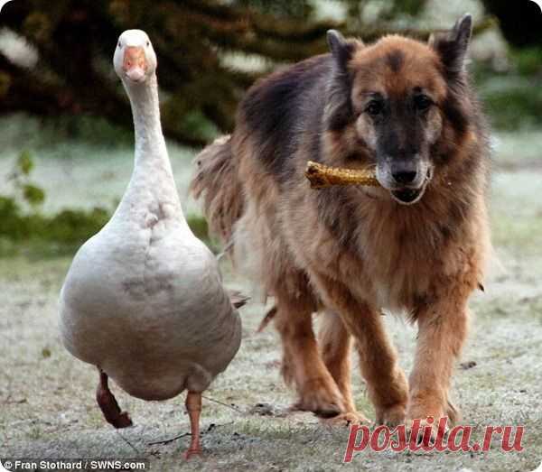 Дружба с гусыней спасает собаке жизнь - ZooPicture.ru