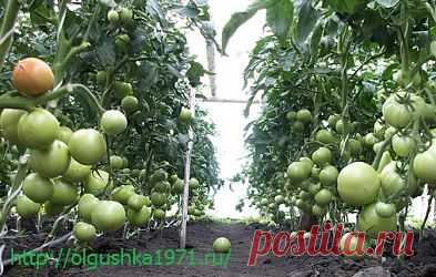 Урожайные сорта томатов для теплиц, Лучшие томаты для теплицы.
