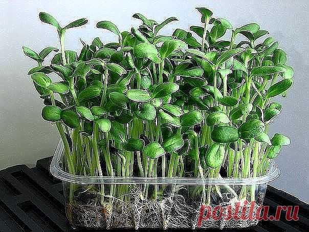 В 40 лет поставили мне диагноз - рак двенадцатиперстной кишки 3 степени. Готовиться к смерти стал, да один древний дед меня спас и теперь ни одна болезнь меня не берёт, да и семейство своё я выздоровил, тётку тоже от рака спас.

Вот какой рецепт дед тот древний мне дал: 
