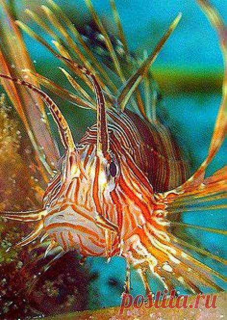 Pinterest