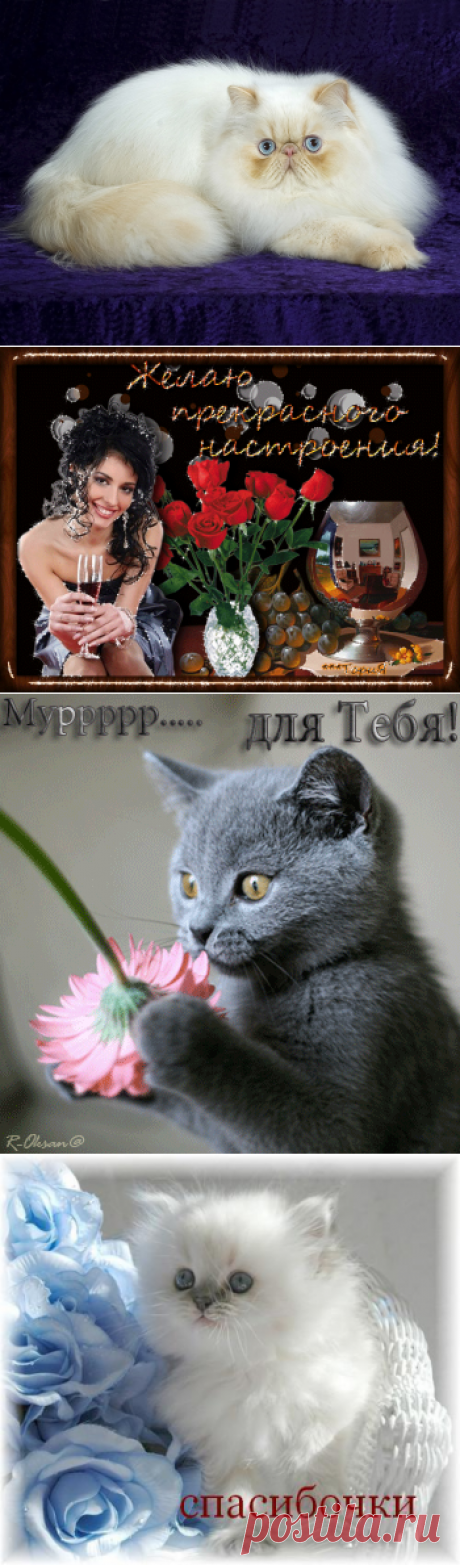 День кошек!!!!!!!!!