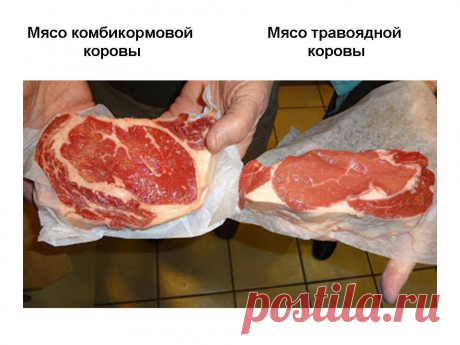 Вот как правильно выбирать мясо в магазине!