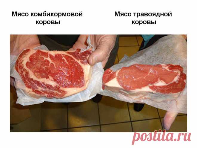Вот как правильно выбирать мясо в магазине!
