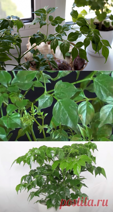 Радермахера китайская: что это за комнатное растение такое?