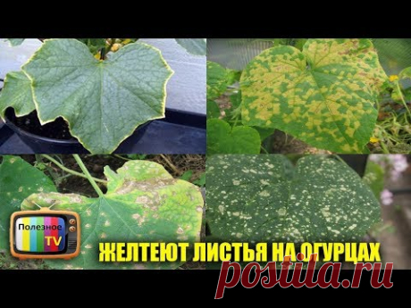 ЖЕЛТЕЮТ ЛИСТЬЯ НА ОГУРЦАХ СРОЧНО ПРИНИМАЙТЕ МЕРЫ ИНАЧЕ УРОЖАЯ НЕ БУДЕТ