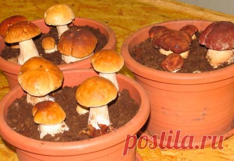 Белые грибы в домашних условиях  




Сбор грибов в осеннем лесу под шуршащими разноцветными листьями – дело увлекательное, но в природных условиях плоды зреют только в определенный период года.
А вот искусственное выращивание белых…