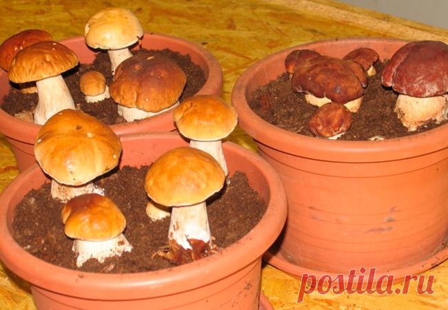 Белые грибы в домашних условиях  




Сбор грибов в осеннем лесу под шуршащими разноцветными листьями – дело увлекательное, но в природных условиях плоды зреют только в определенный период года.
А вот искусственное выращивание белых…