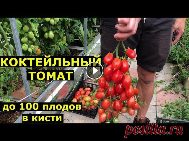 ТОМАТ Поцелуй Герани. Описание сорта

вязание жилета для девочки 6 лет