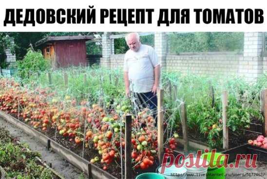 Дедовский рецепт для томатов
Этот полузабытый дедовский рецепт я выписала из старой газетной подшивки, но опробовать все не было времени. Решилась наконец в прошлом году.
Рецепт очень прост.
В трехлитровую банку заливаю 2,6-2,7 л воды без хлора (отстоянной), добавляю 100 г разведенных теплой водой дрожжей и 0,5 ст. сахара. 
Накрыв марлей, держу банку в тепле, время от времени взбалтывая содержимое. 
Раствор готов, когда закончится брожение. 
Один стакан развожу в 10 л воды и поливаю растения