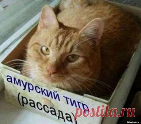 Самые прикольные картинки — вечерний выпуск (30 фото) . Тут забавно !!!