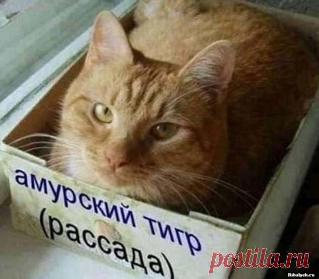 Самые прикольные картинки — вечерний выпуск (30 фото) . Тут забавно !!!