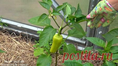 ПЕРЕЦ БУДЕТЕ СОБИРАТЬ ЯЩИКАМИ ЕСЛИ СДЕЛАЕТЕ ЭТО!!!