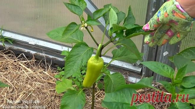 ПЕРЕЦ БУДЕТЕ СОБИРАТЬ ЯЩИКАМИ ЕСЛИ СДЕЛАЕТЕ ЭТО!!!