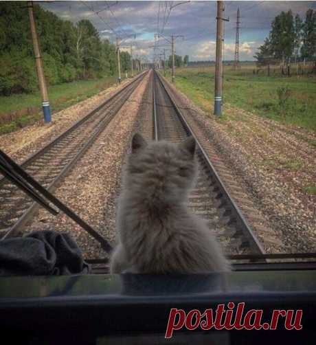 Главный помощник машиниста