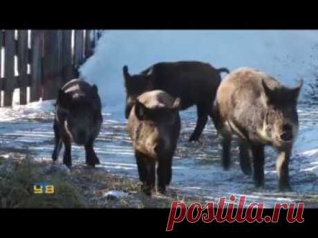 Нестандартное личное подсобное хозяйство Красноперовых