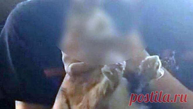 Омских подростков разыскивают за пытки над котенком. Подростков из Омской области уличили в жестоком обращении с животным, сообщает УМВД по региону. В Муромцевском районе учительница местной школы сообщила в полицию о шокирующем видео, которое увидела в мессенджере. На кадрах двое ...