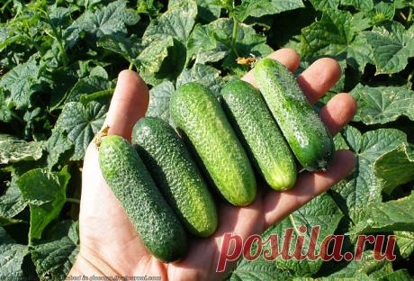 ВСЕ ЧТО НУЖНО ЗНАТЬ ОБ ОГУРЦАХ!
!!!ШПАРГАЛКА НА ЛЕТО!!!
6 СОВЕТОВ, ОТ ВСЕХ БОЛЕЗНЕЙ ОГУРЦОВ!

1. После появления всходов в фазе развития 3 – 4 листочков огурцы нужно обработать следующим составом:
В ведро воды добавить 30 капель йода, 20г хозяйственного мыла и 1 л молока. Опрыскивание таким составом можно проводить через каждые 10 дней.
2. С вечера замочить булку хлеба в ведре воды, утром размять хлеб, добавить маленький пузырек йода, развести 1л жидкости в ведре воды и по...