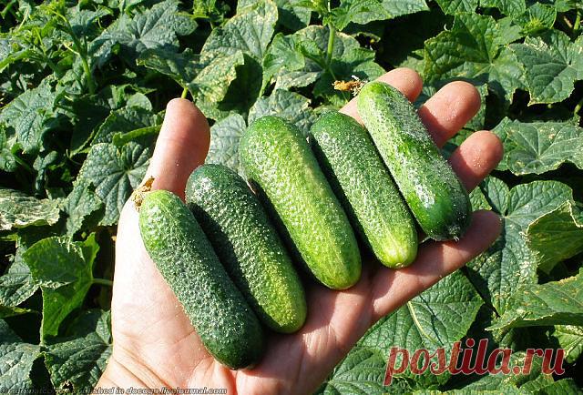 ВСЕ ЧТО НУЖНО ЗНАТЬ ОБ ОГУРЦАХ!
!!!ШПАРГАЛКА НА ЛЕТО!!!
6 СОВЕТОВ, ОТ ВСЕХ БОЛЕЗНЕЙ ОГУРЦОВ!

1. После появления всходов в фазе развития 3 – 4 листочков огурцы нужно обработать следующим составом:
В ведро воды добавить 30 капель йода, 20г хозяйственного мыла и 1 л молока. Опрыскивание таким составом можно проводить через каждые 10 дней.
2. С вечера замочить булку хлеба в ведре воды, утром размять хлеб, добавить маленький пузырек йода, развести 1л жидкости в ведре воды и по...