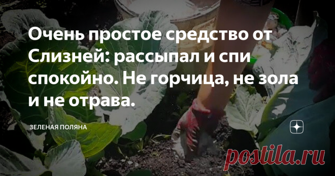 Очень простое средство от Слизней: рассыпал и спи спокойно. Не горчица, не зола и не отрава. Слизни на огороде - это настоящая напасть, потому что этот вредитель всеяден и прожорлив. Избавляться от слизней нужно как можно быстрее, иначе они оставят вас без урожая. Но, увы, далеко не все средства работают против вредителя по-настоящему эффективно. В этом посте я приведу рецепт средства, которое мне помогло: на моем участке слизней нет!
Мой уникальный рецепт от слизней
Со слизнями я