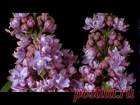 Для любимых...Цветы красиво распускаются !!!!!!!.mp4 - YouTube