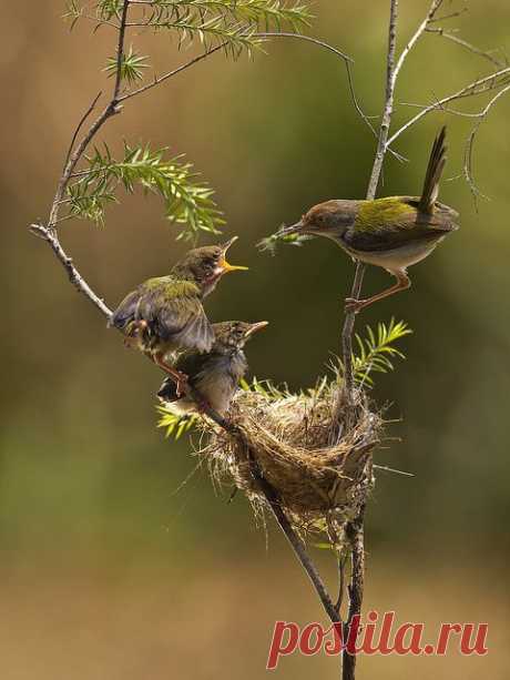 Els Piekaar приколол(а) это к доске Birds