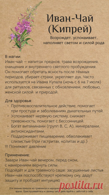 Иван-чай (кипрей)