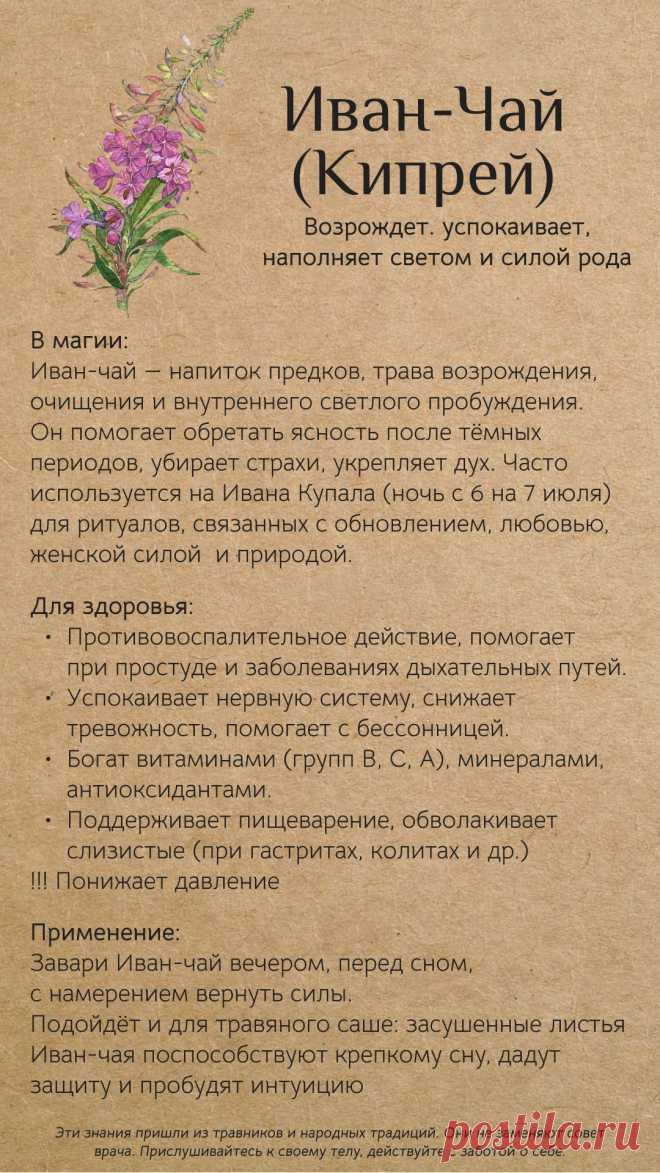 Иван-чай (кипрей)