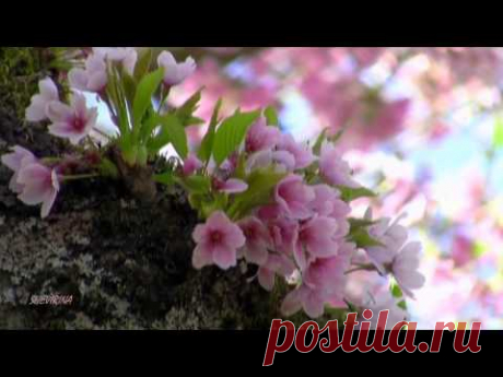 Мелодия души.. ВЕСНА (Mehdi - The First Day of Spring)
