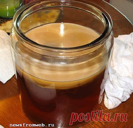 КАК ВЫРАСТИТЬ ЧАЙНЫЙ ГРИБ САМОСТОЯТЕЛЬНО?