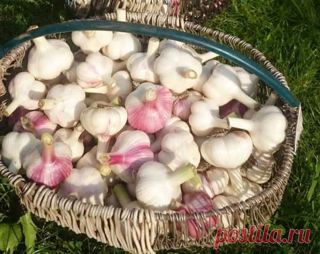 Чеснок вырастет с кулак, если подкормите его так! | Procvetok | Яндекс Дзен