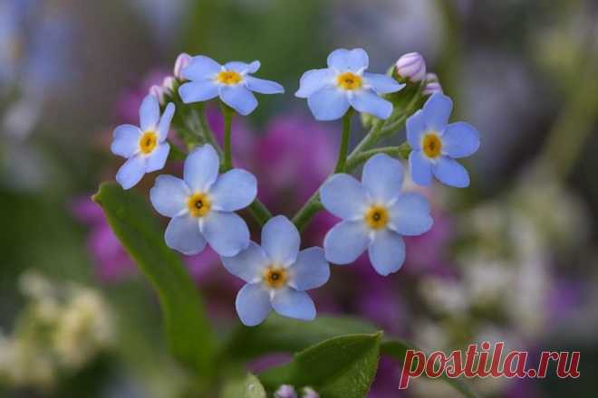 Сердечки бывают разными.