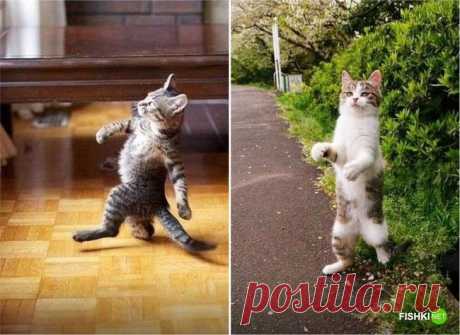 20 фотографий, доказывающих, что кошки медленно превращаются в людей