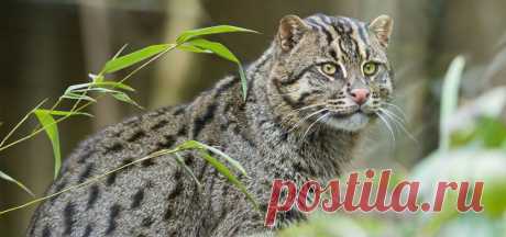 Камышовая кошка - описание породы