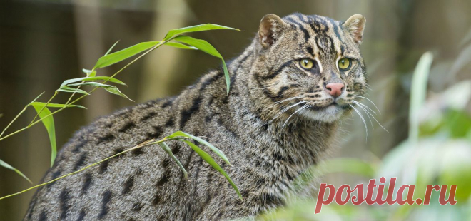 Камышовая кошка - описание породы