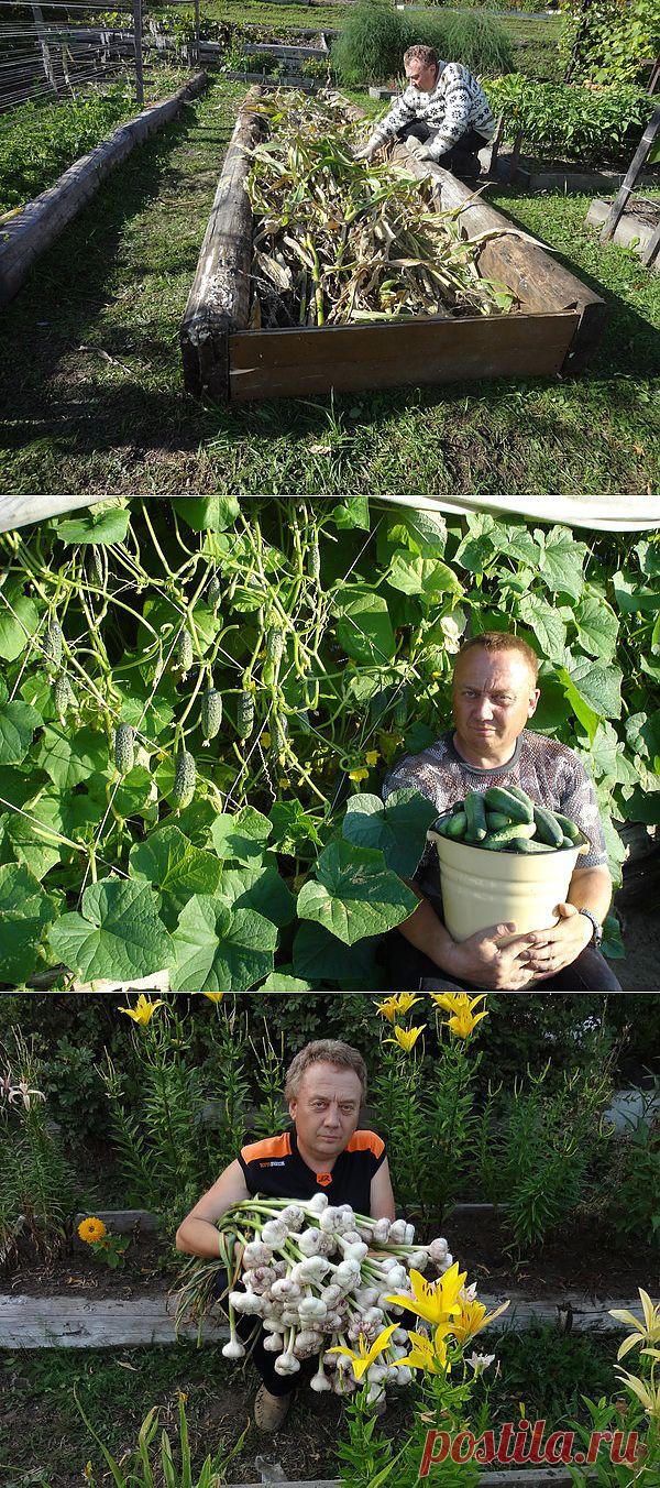 Урожайные грядки от Игоря Лядова.